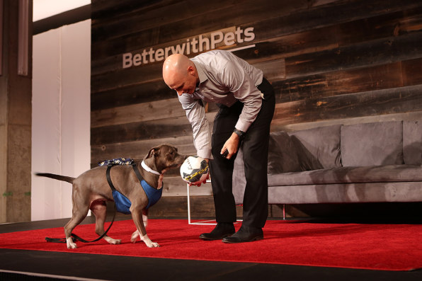 Tiny Mics A Dog In A 3 D Printed Wheelchair Emcee Who Barks It S Te