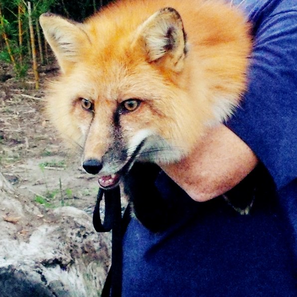 domesticated fox