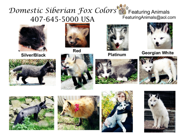 Domesticated fox sale price