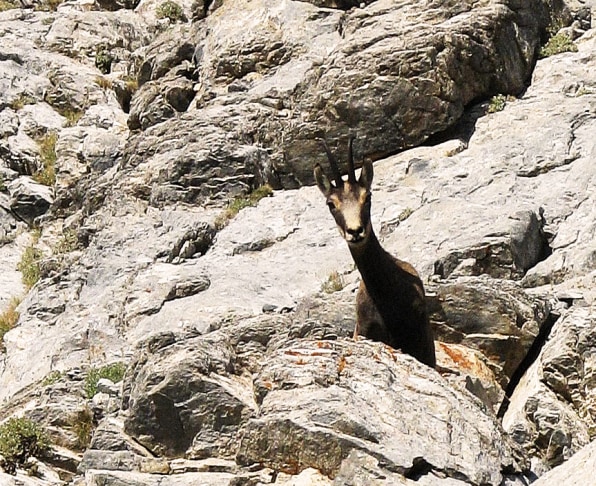 Mountain Goats Are Shrinking—A Lot—Because of Global Warming