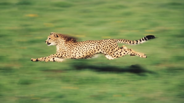 max cheetah high speed car