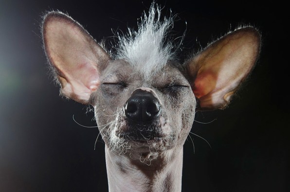 Ugliest dog mexican hairless dog sale