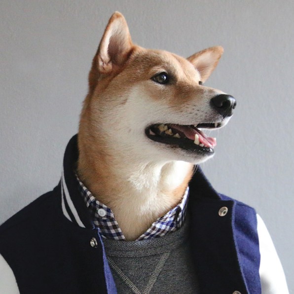 Shiba inu in hot sale clothes