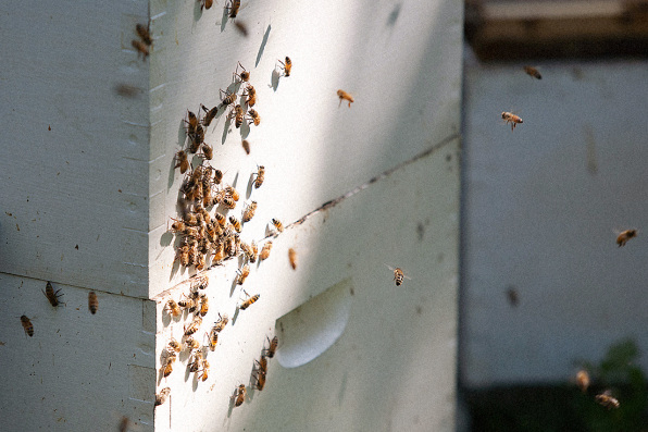 Stress At Work Is What’s Killing The Honeybees