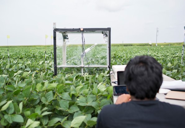 Is Hacking Photosynthesis the Key to Increasing Crop Yields?, Innovation