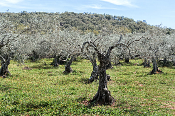 Spain's 1,000-Year-Old Olive Trees Are Sold To Rich Foreigners As Lawn