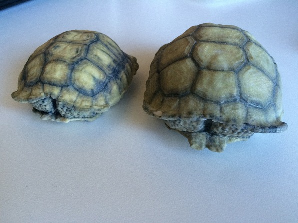 3-D Printed Shells Help Tortoises Survive Hostile Desert Life