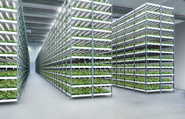 Plant chicago aquaponics Upward plans to open a 250,000-square-foot vertical farm in PA early next year