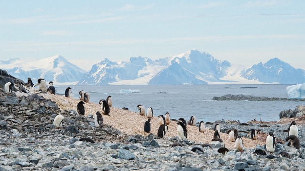 Climate Change Is Already Disrupting Delicately Balanced Penguin Colon