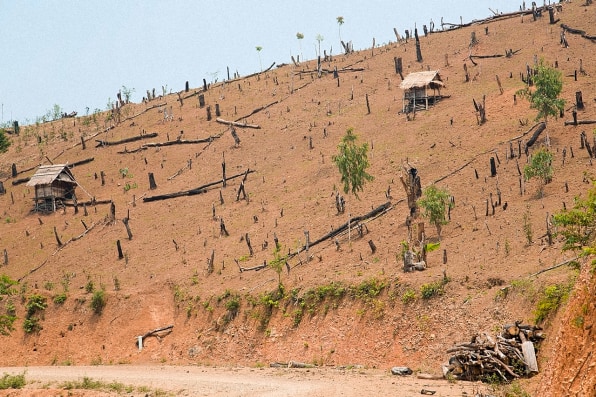 the-power-of-trees-climate-central