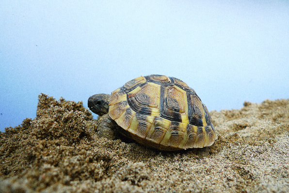 The Real Story Of How The Turtle Got Its Shell 