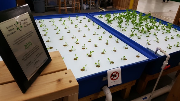 This Urban Food Bank Started Its Own Aquaponics Farm To Help It Grow F