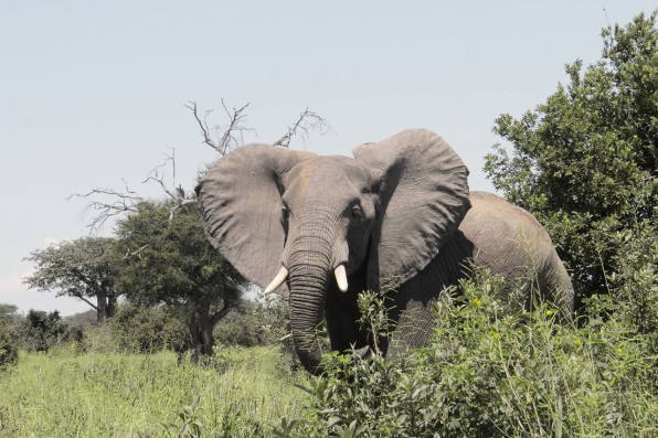 The Reason Most African Elephants Are Now Born Without Tusks Is So Dep