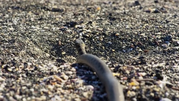 Here's The Story Behind That Terrifying Iguana Vs. Snakes “Planet Eart