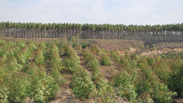 Deforestation: a story of sustainable viscose