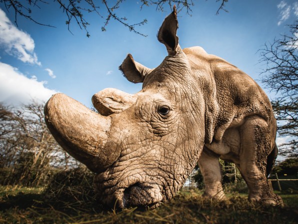 Can Fake Rhino Horn Stop the Poaching of a Species at Risk?