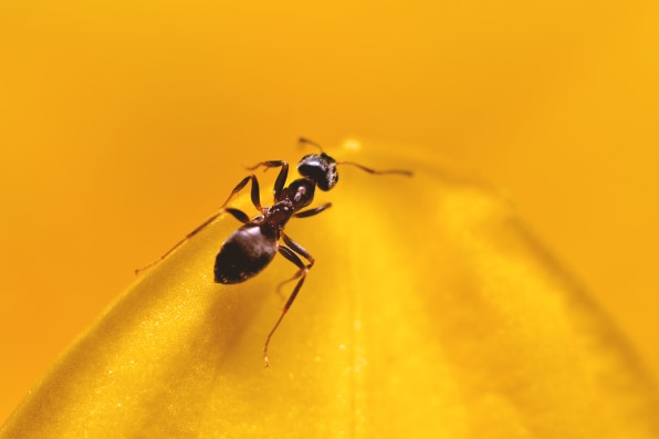 The Secret Inner Life Of Bumblebees And Other Bugs