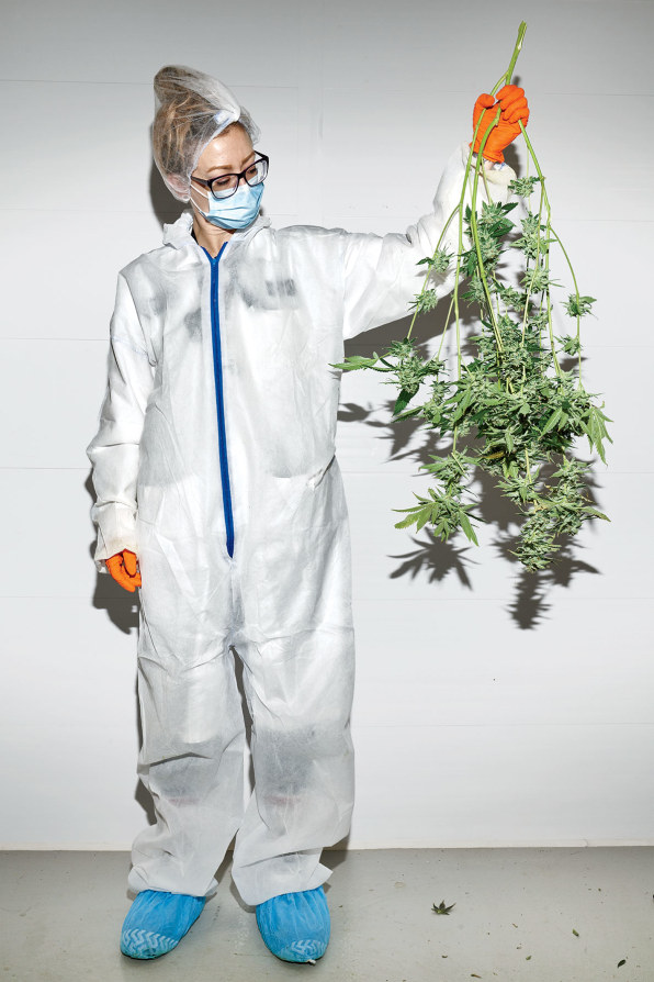 How Canopy Growth became the Jolly Green Giant of Cannabis