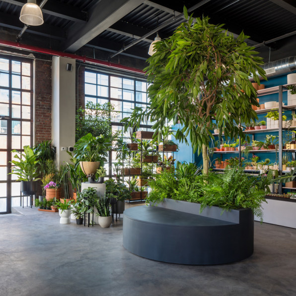 These Startups Sell Plants To Stressed Out Millennials