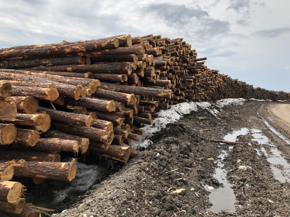 Caught short: lack of recycled toilet paper in UK 'fuelling deforestation', Trees and forests