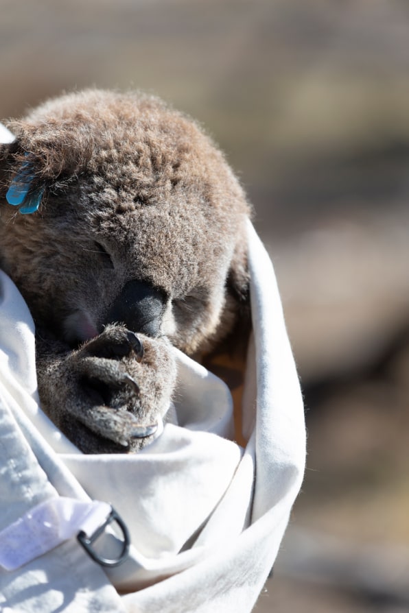 Spray of Water Keeps Koala 'Kool' in Summer Weather