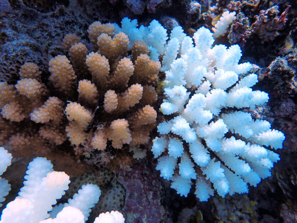 Acropora globiceps Coral