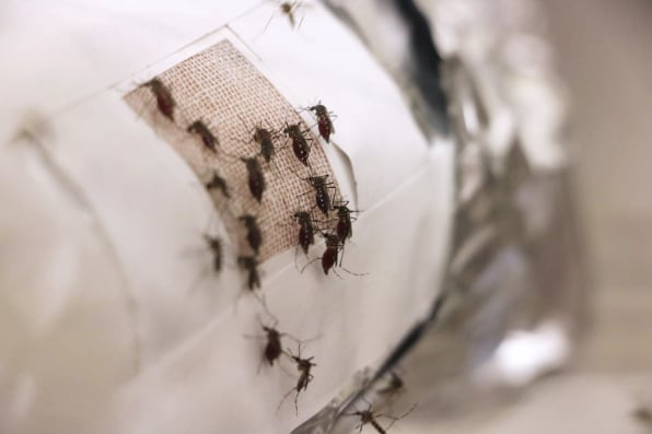 New study reveals how the color of your shirt could attract mosquitoes