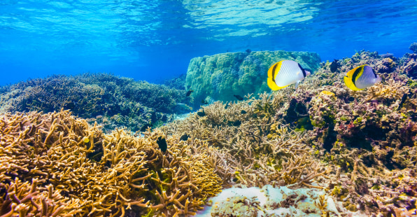 Nasa to map coral reefs from the air to show impact of climate