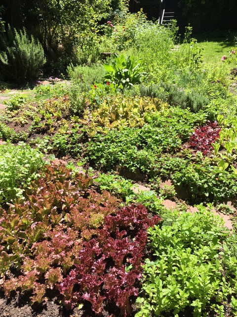 Alice Waters How To Start Your Own Vegetable Garden