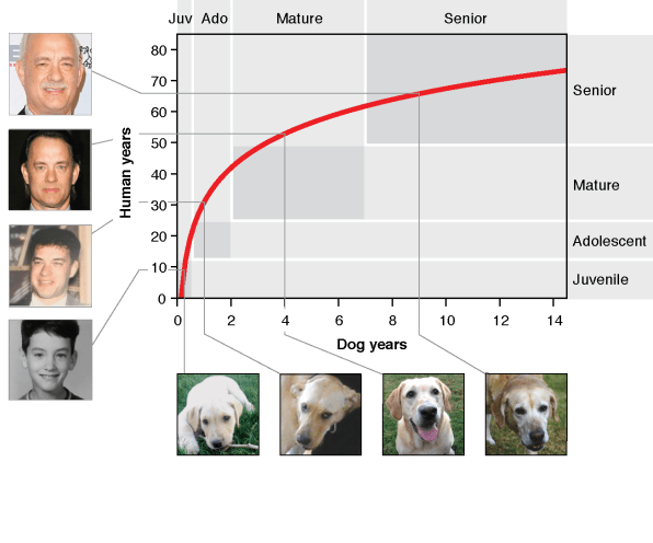 how old is a dog in 1 human year