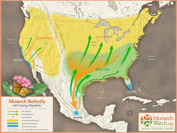 The Mighty Migration of the Magnificent Monarch « Conserve