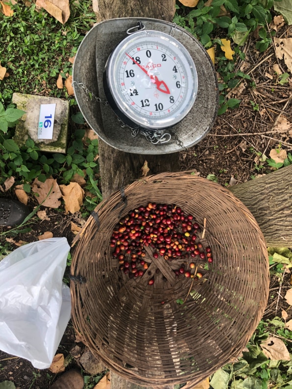 Save Coffee from Climate Change 01 how to save coffee