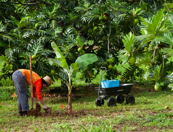 Cartes SIM M2M pour l'agriculture