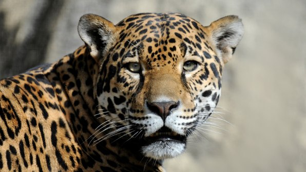 Should We Bring Jaguars Back To The U S
