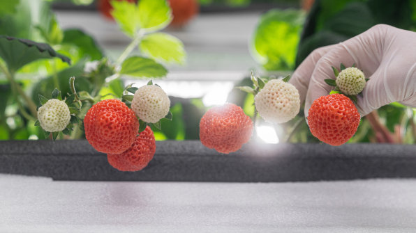 How Oishii's vertical farms grow strawberries that sell for $20 a box