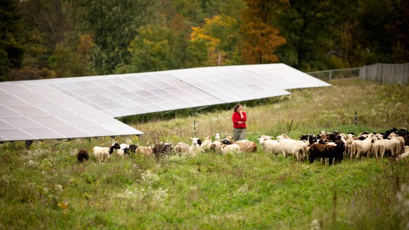 i 2 90688436 grazing sheep under solar arrays helps the climate and economy a new project looks to expand the practice