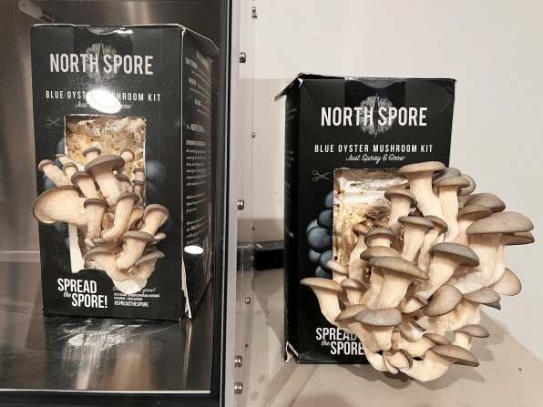 https://images.fastcompany.net/image/upload/w_596,c_limit,q_auto:best,f_auto/wp-cms/uploads/2021/10/i-3-90687357-mushroom-machine.jpg