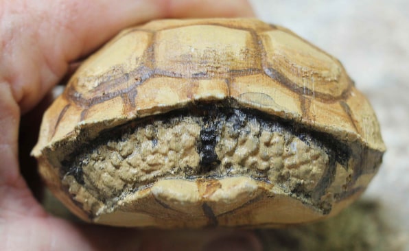 3D-printed tortoise shells could help save this threatened species