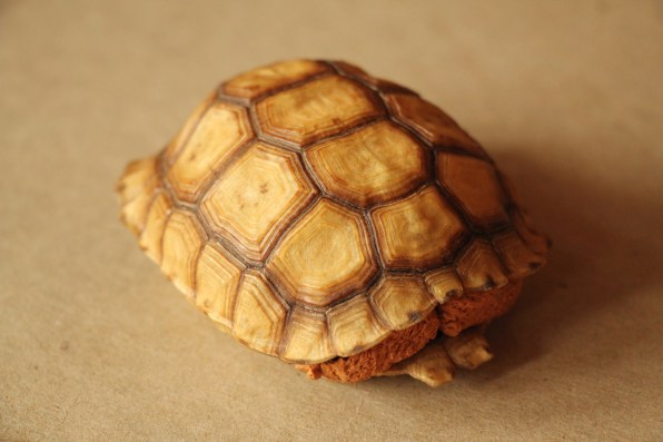 Tortoise burned in fire gets custom 3D printed shell