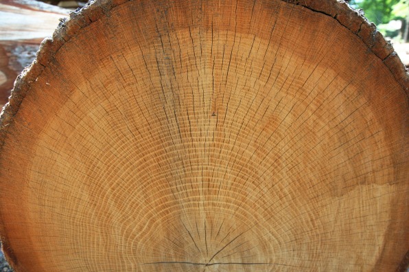 How one New Hampshire sawmill is taking a stand against big timber 01 90754532 how one new hampshire sawmill is taking a stand against big timber
