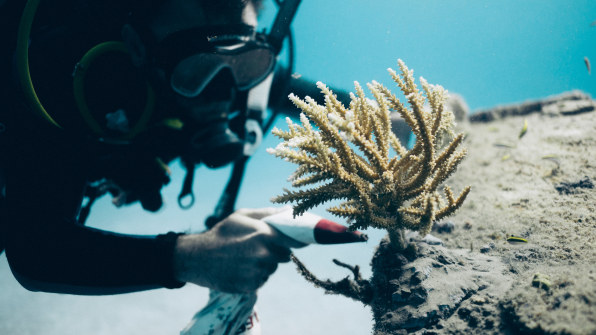 Coral Restoration