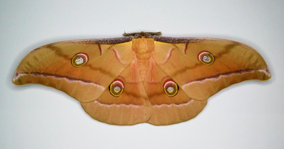 i-2-90764324-moth-wallpaper.jpg