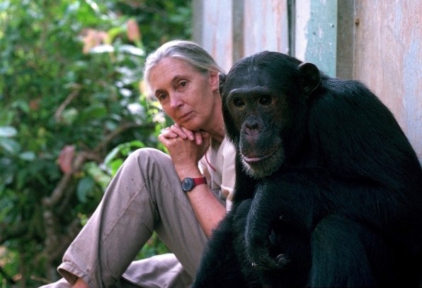 The newest Barbie is modeled after Jane Goodall and her favorite chimp