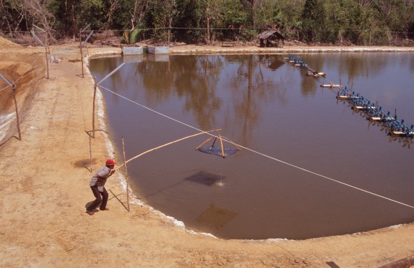 shrimp-farming