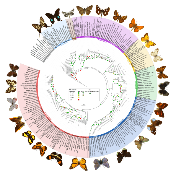 The Most Comprehensive Map Of Butterfly Evolution Ever