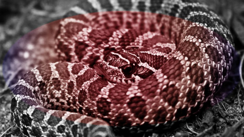 No, zombie snakes are not a thing